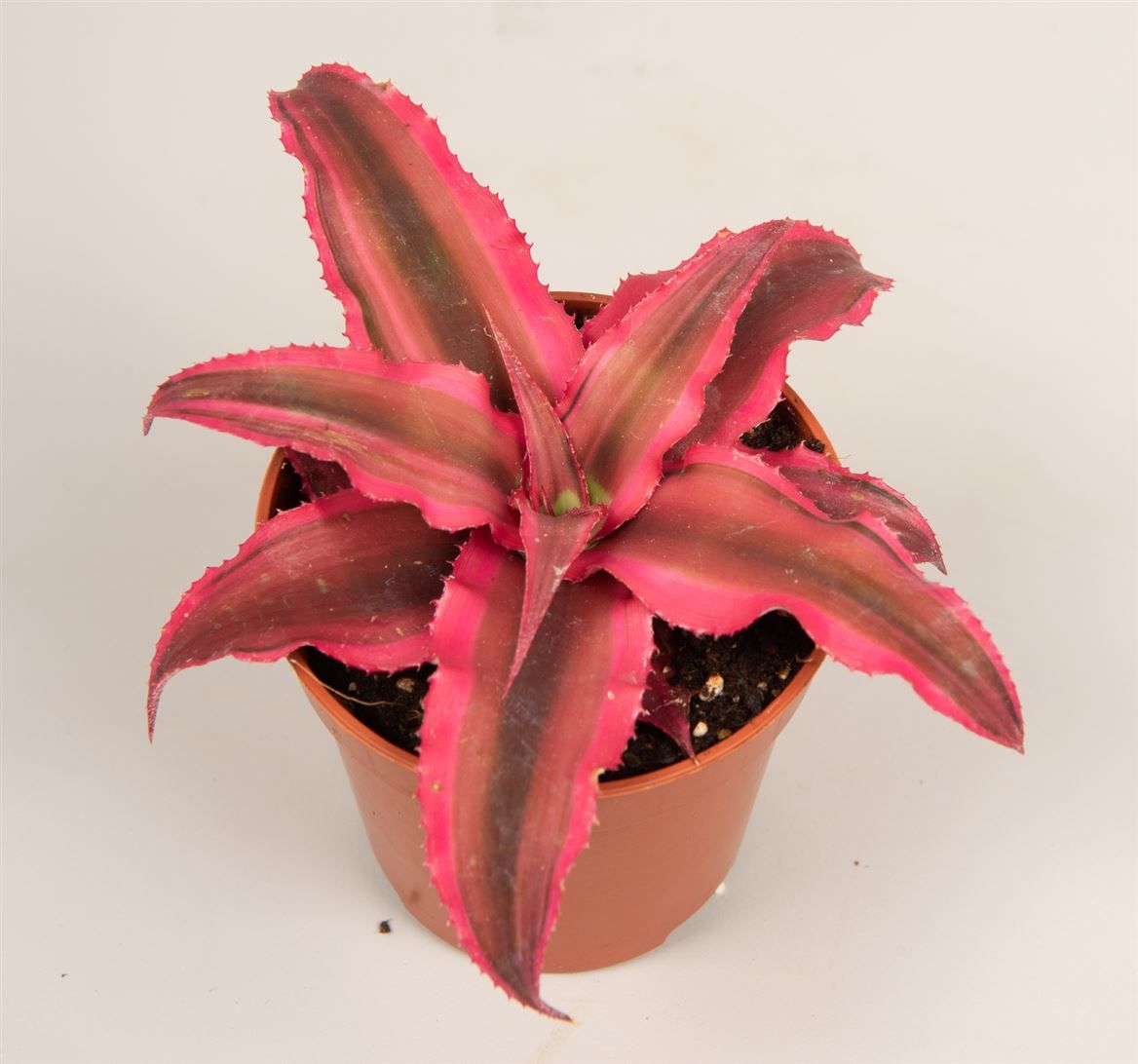 Cryptanthus 'Rubin Star', D 5,5
