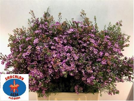 Шамелациум Перпл Прайд 70, шт.