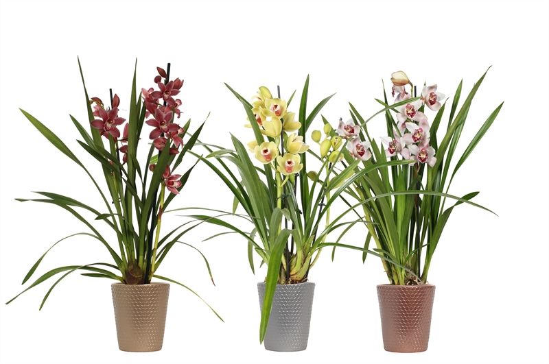 Zoe p12 honeycomb luxury mix Cymbidium mix 2T10+, D 12 cm