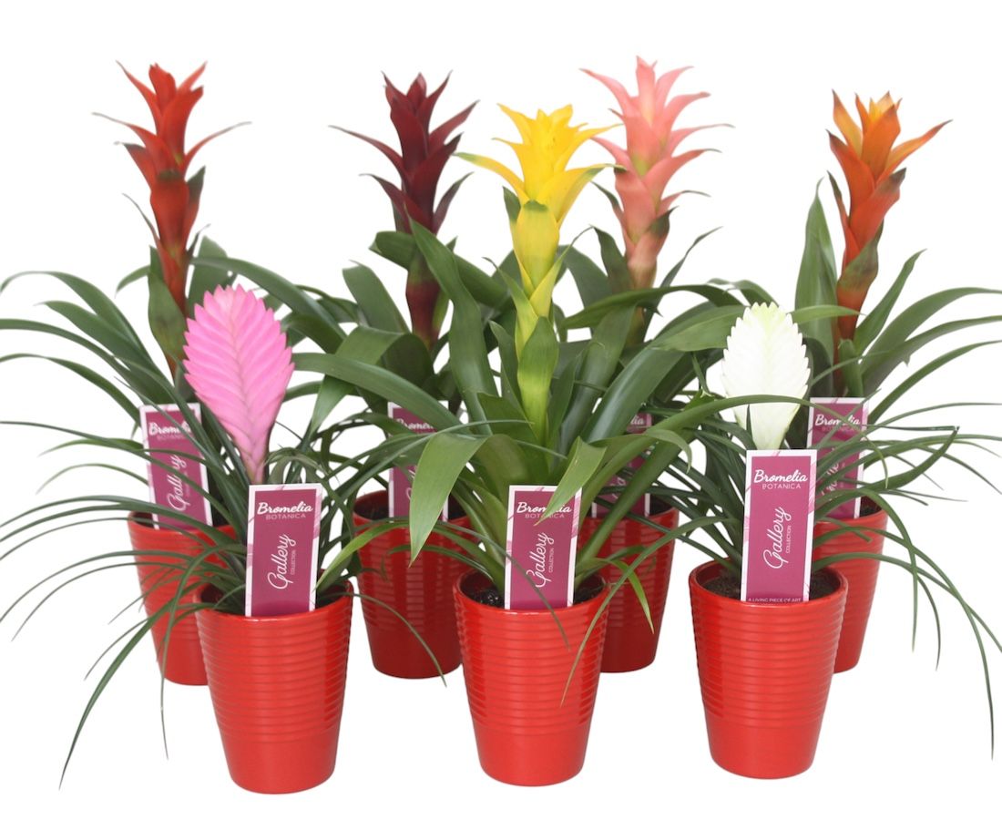 Bromelia gemengd in rood ribbel keramiek, D 11