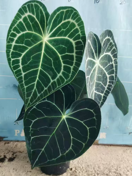 Алоказия Кляйн 18 45