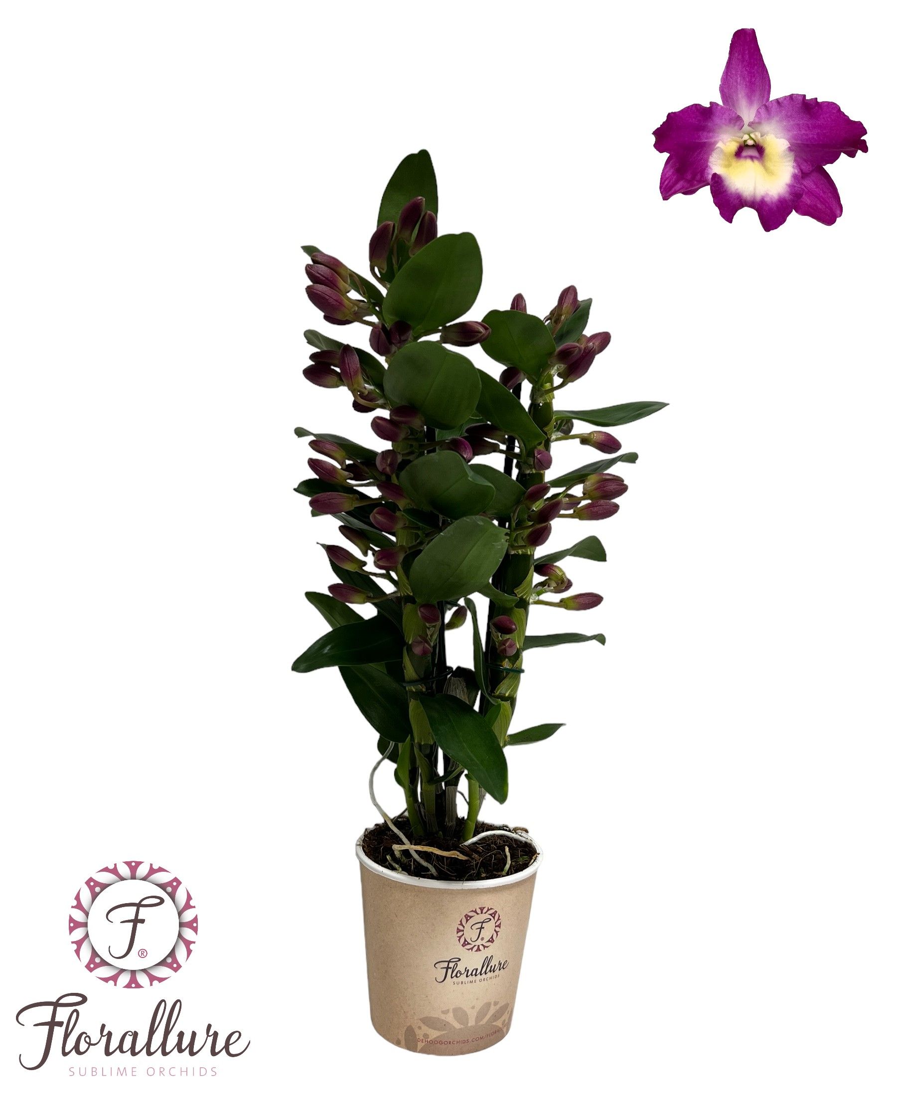Dendrobium Nobile Bouquet Purple Rain 3 stam 16+ tros, D 12