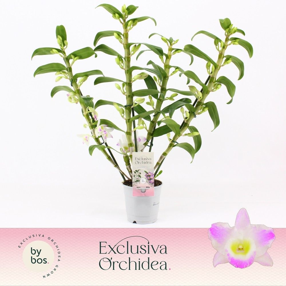 Dendrobium Nobilé, Pandora 4-spike 'Exclusiva Orchidea', D 12