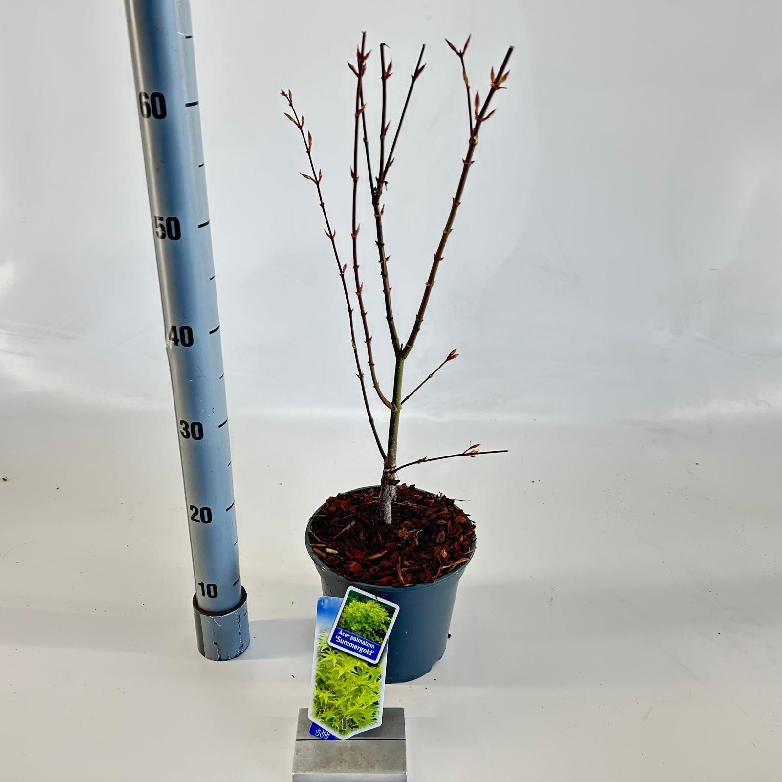 Acer pal. 'Summer Gold', D 19