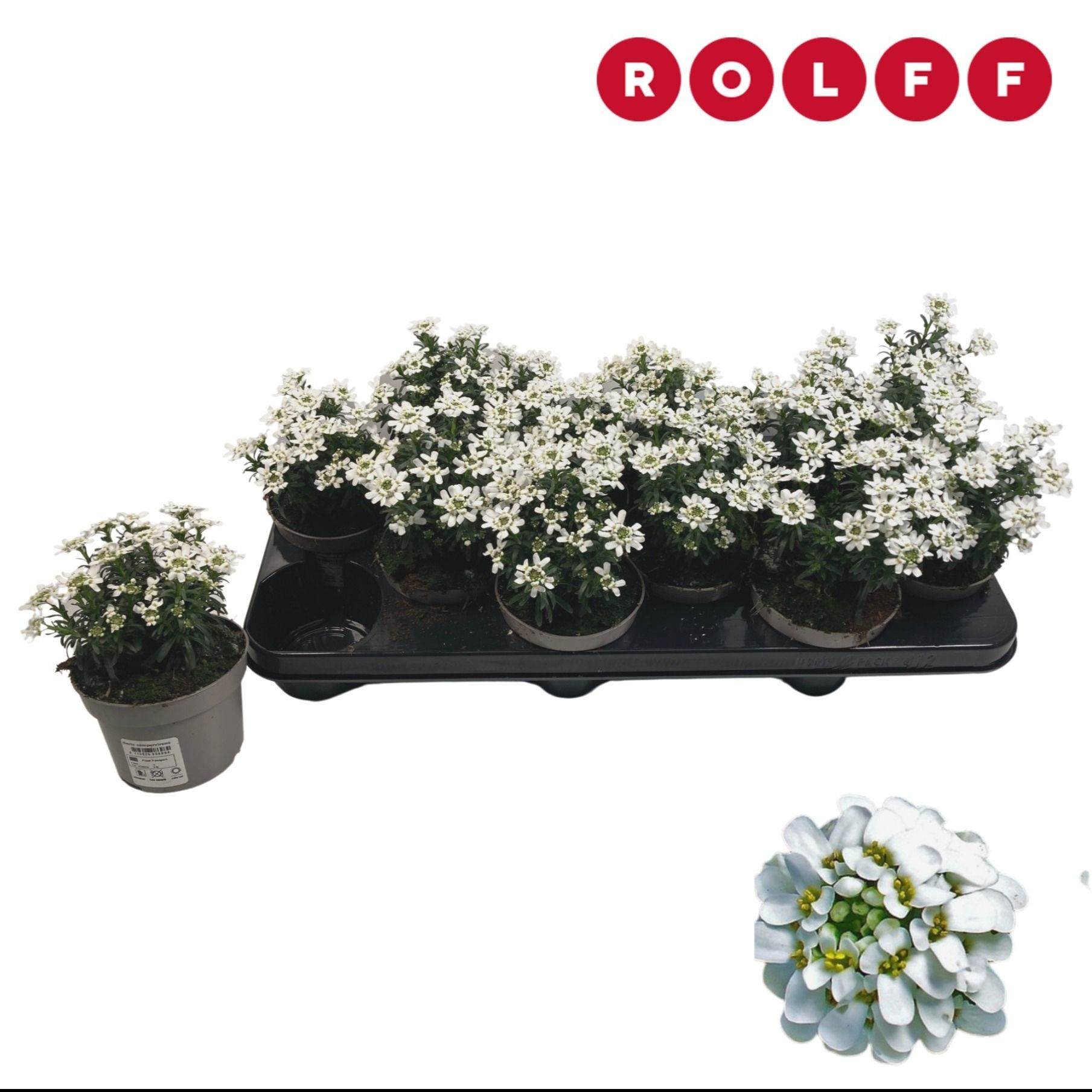 Iberis Sempervierens Fischbeck, D 10