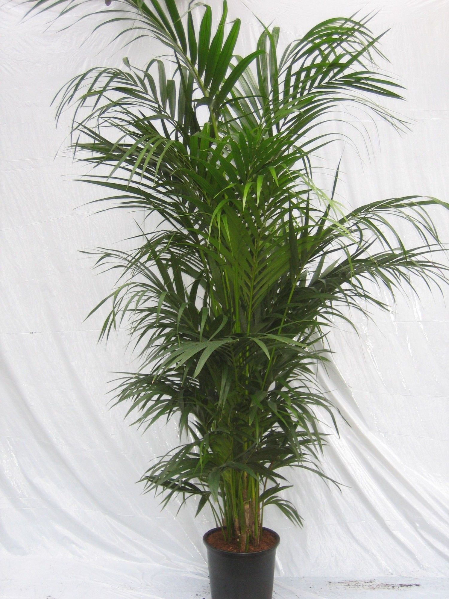 HOWEA FORSTERIANA, D 33 cm
