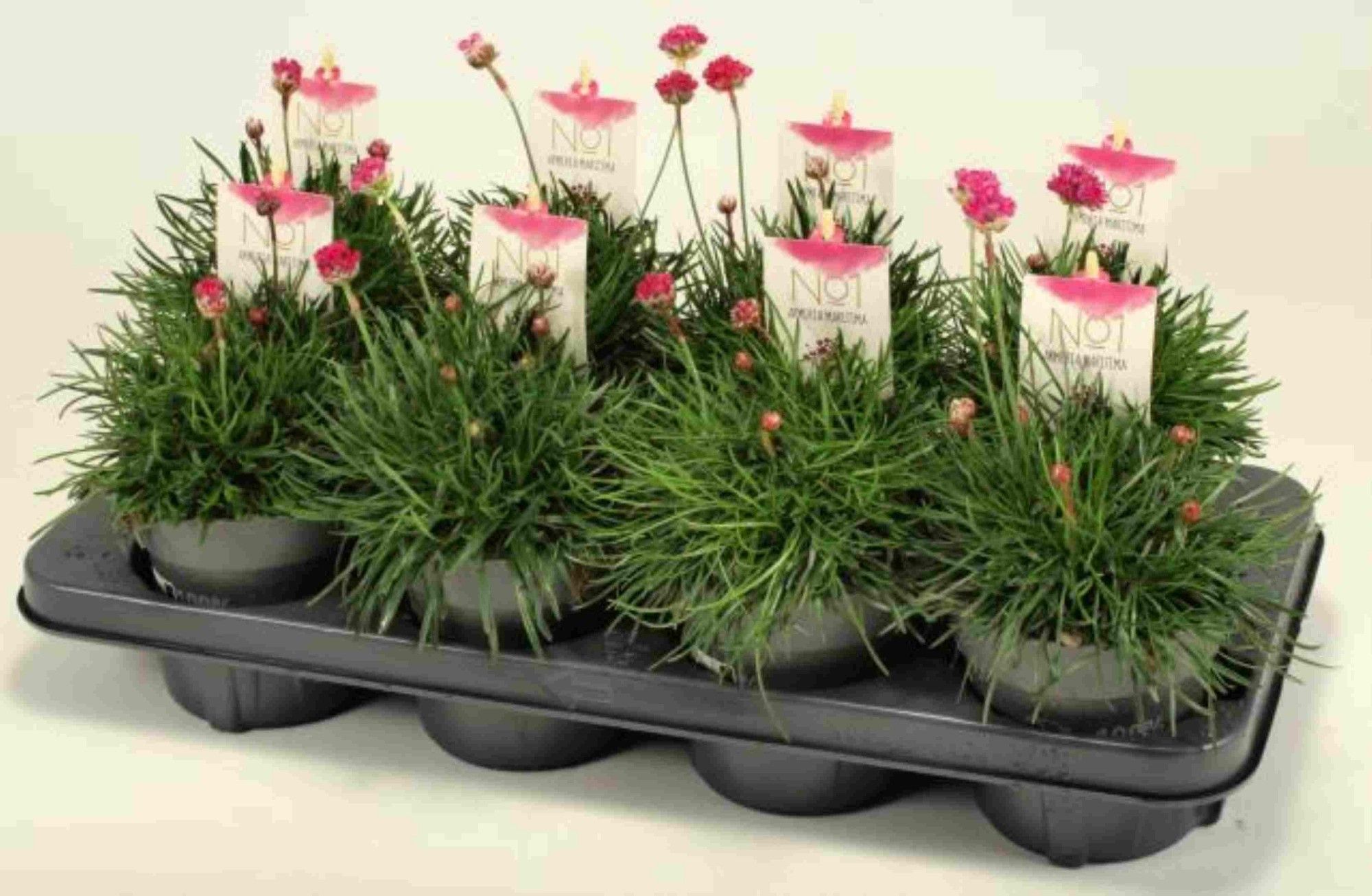Armeria maritima Mixlage, D 12