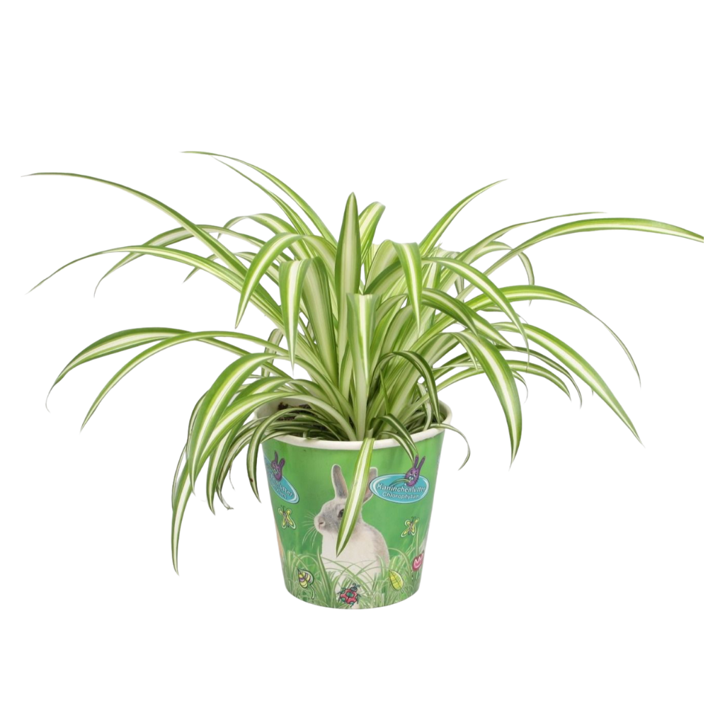 Chlorophytum comosum Variegatum in beker, D 12