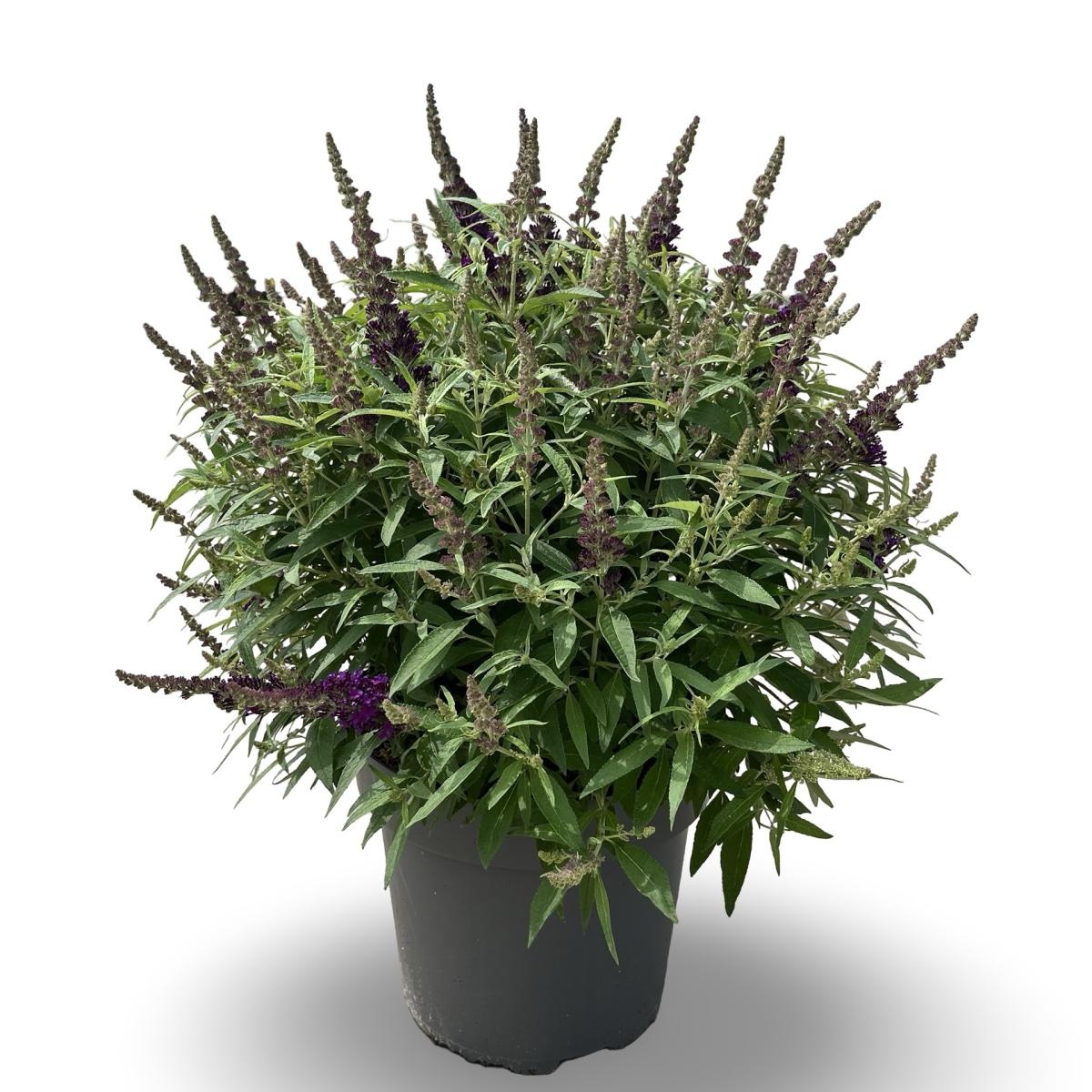 Buddleja d. B. Candy Little Purple, paars, D 31 cm