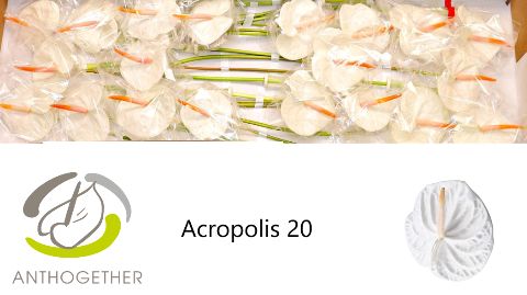Антуриум Акрополис x20, шт. Антуриум Акрополис x20, шт.