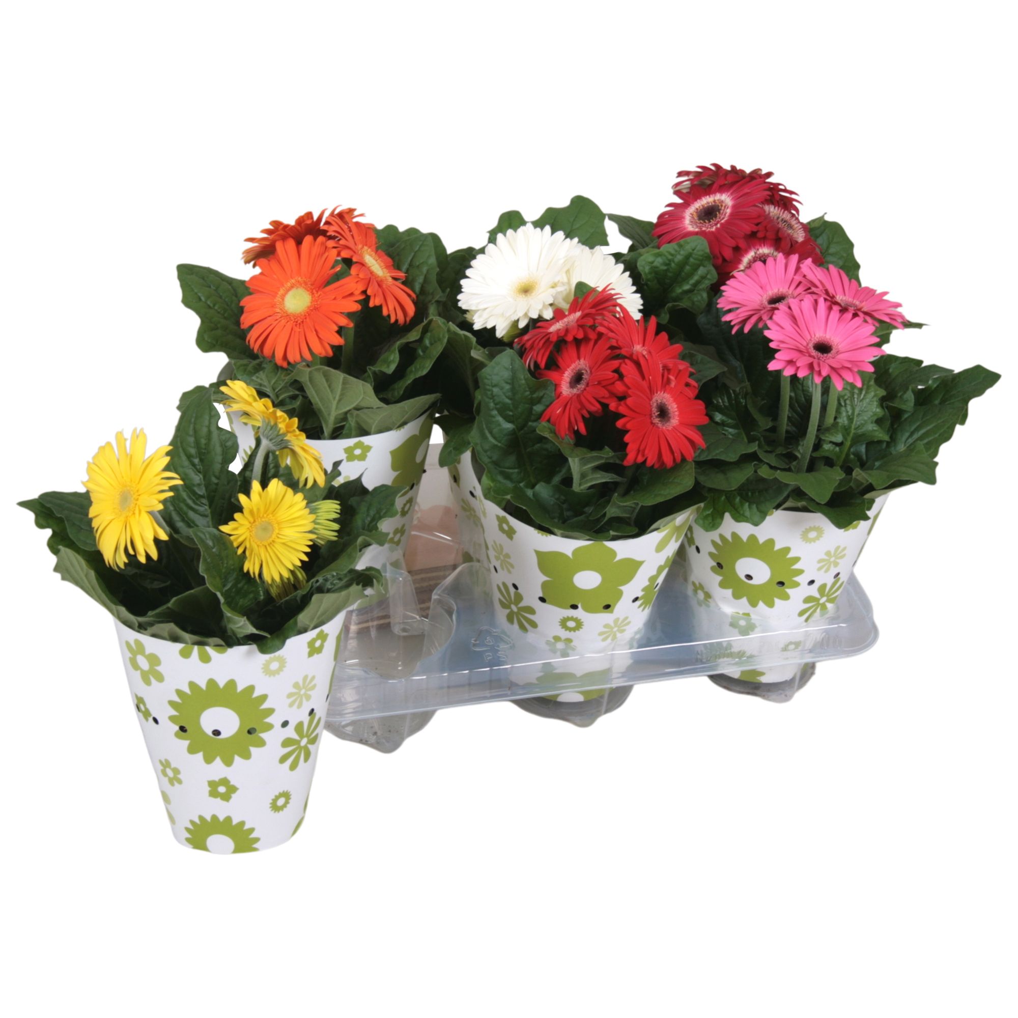 Gerbera gemengd 2+bl 12cm in potcover groen/wit, D 12 cm
