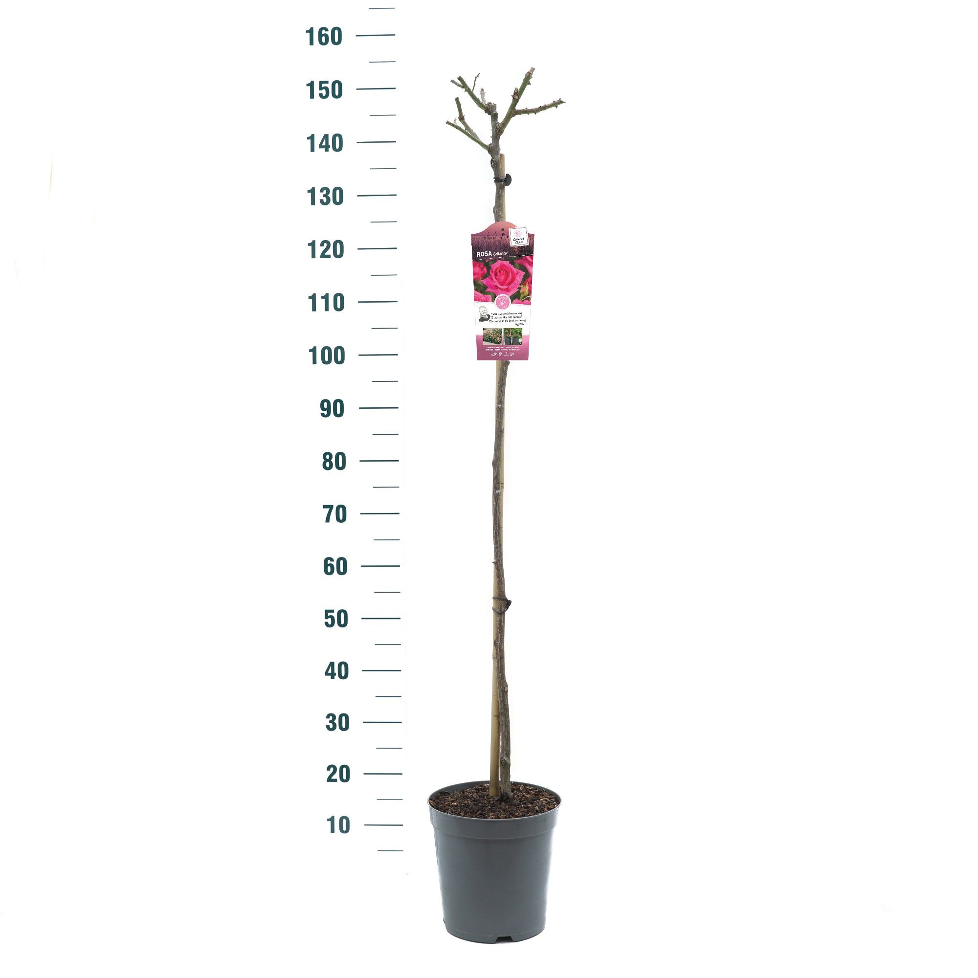 Rosa 'Criterion' - 110 Stam - Basic Collection, D 24