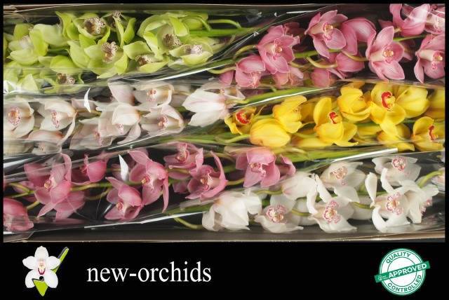 Цимбидиум Микс 80 x6, шт.