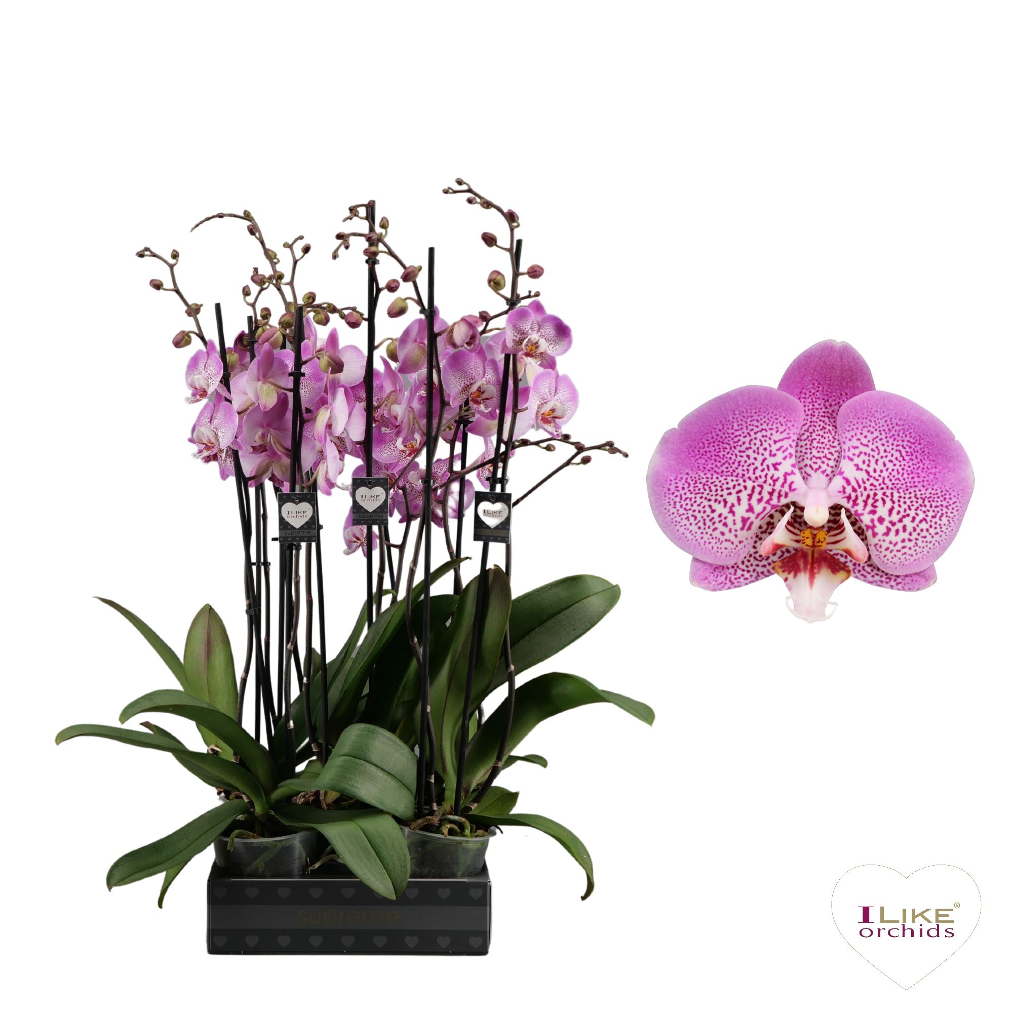 Phalaenopsis Jillion - 2 tak 70cm, D 12