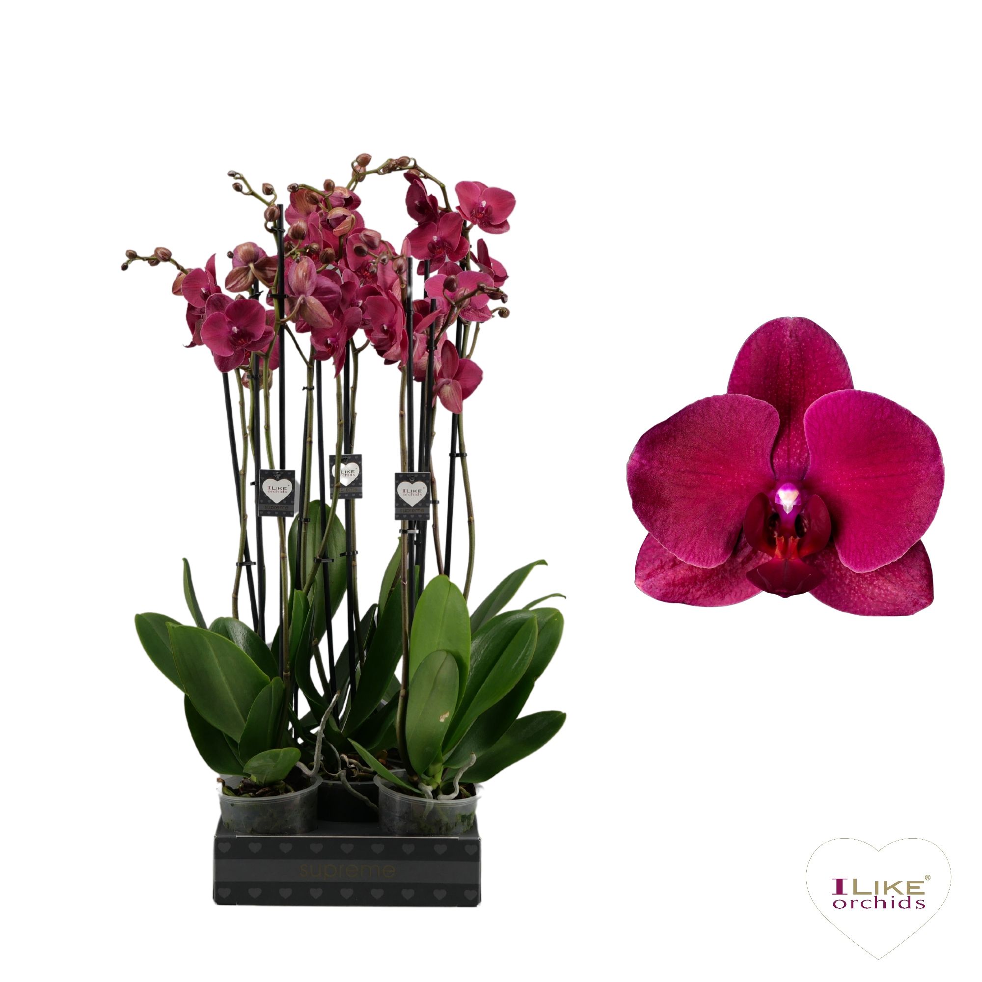 Phalaenopsis Montreux - 2 tak 80cm, D 12
