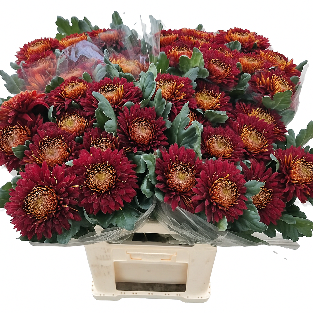 Хризантема од. Лайка Рэд 80, шт.