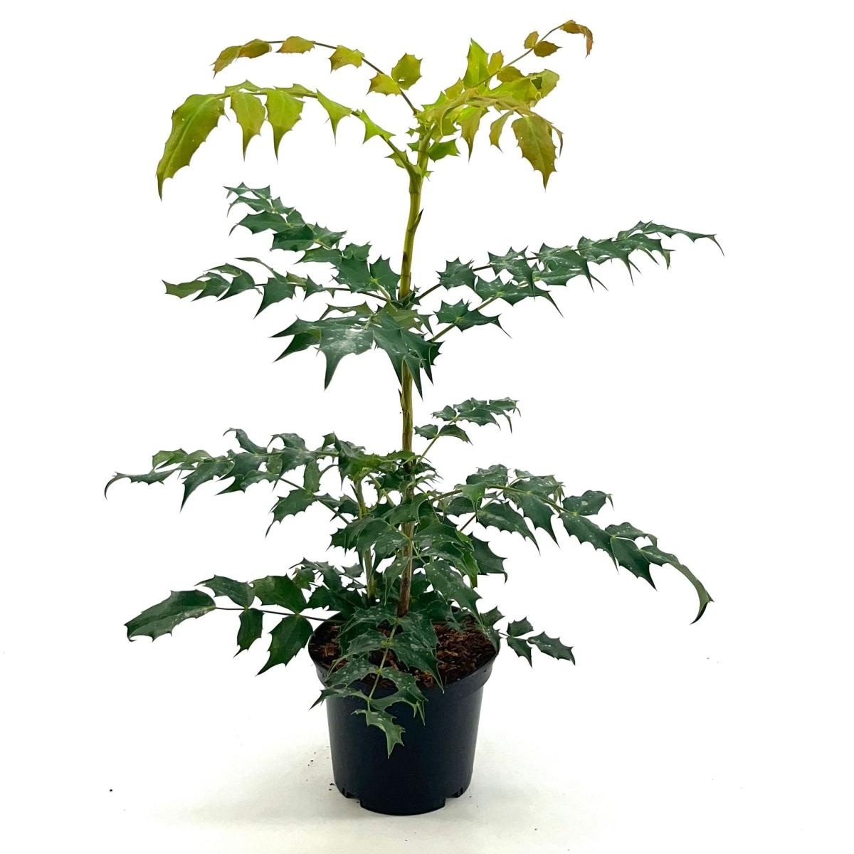 Mahonia japonica, D 19 cm