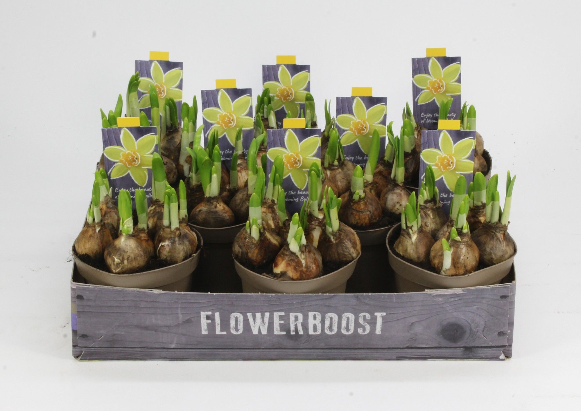 NARCIS TETE A TETE 12, D 12