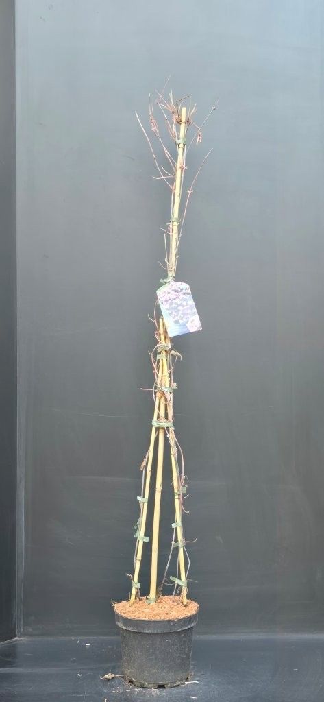 Clematis montana Mayleen, D 23