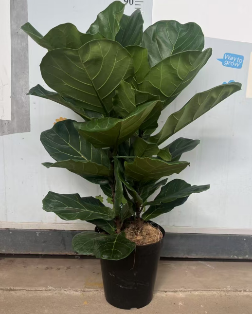 230 паирс оф а-граде Фикус лйрата плантс 23 95