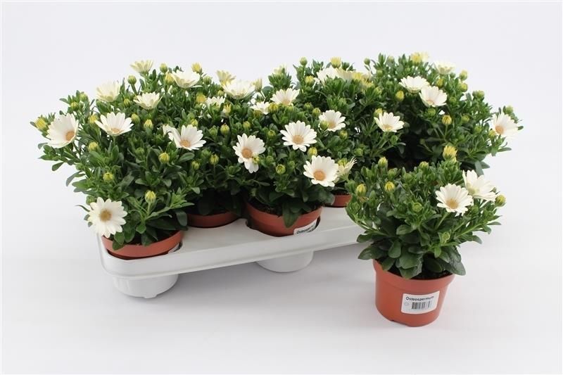 Osteospermum Creme, D 10,5