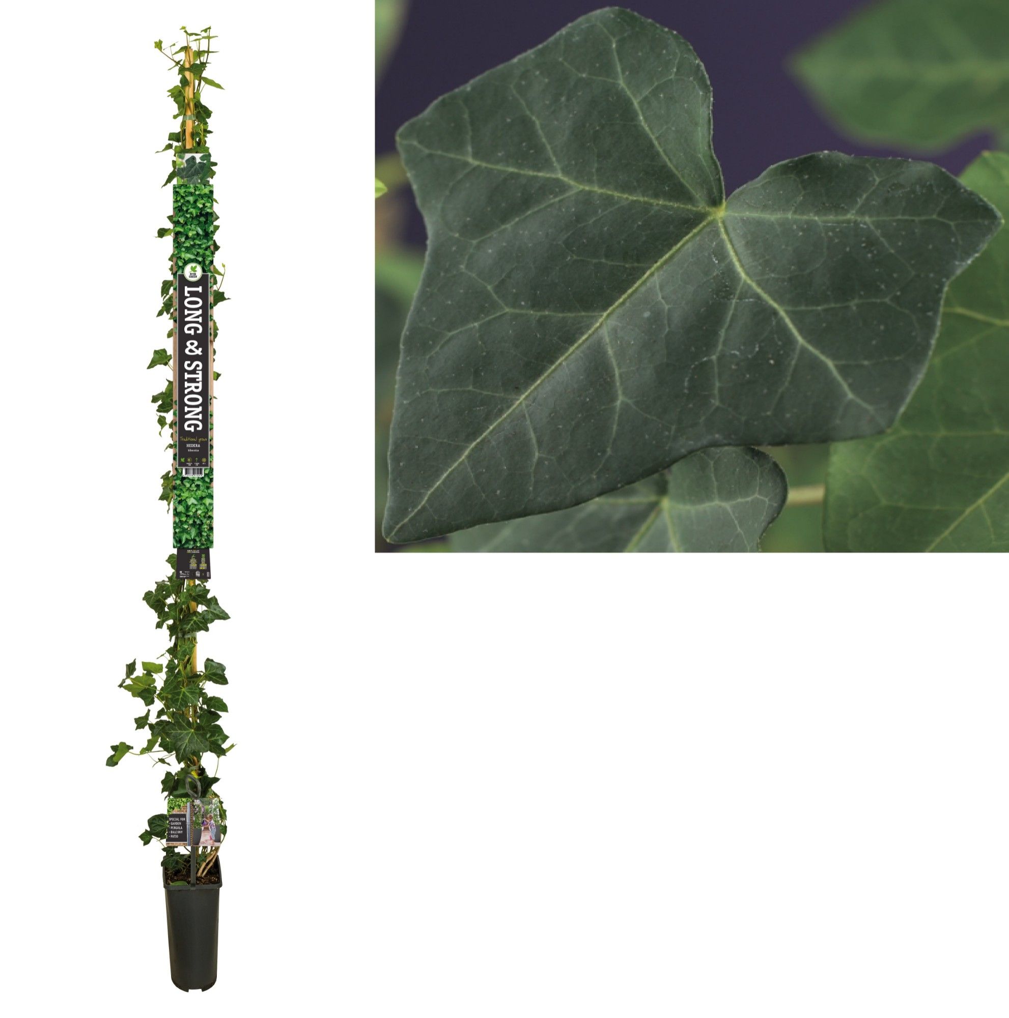 Hedera hibernica +Long & Strong label, D 23