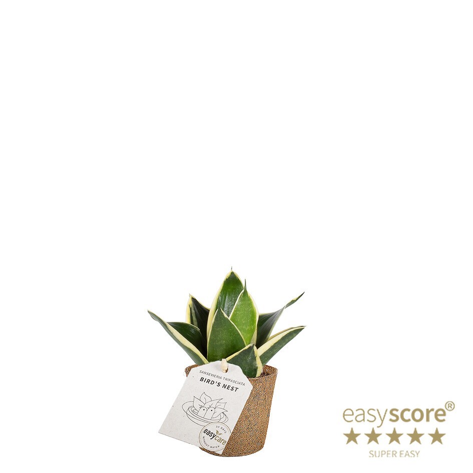 SANSEVIERIA TRIFASCIATA 'HAHNII PAGODA' 20633300, D 6 cm