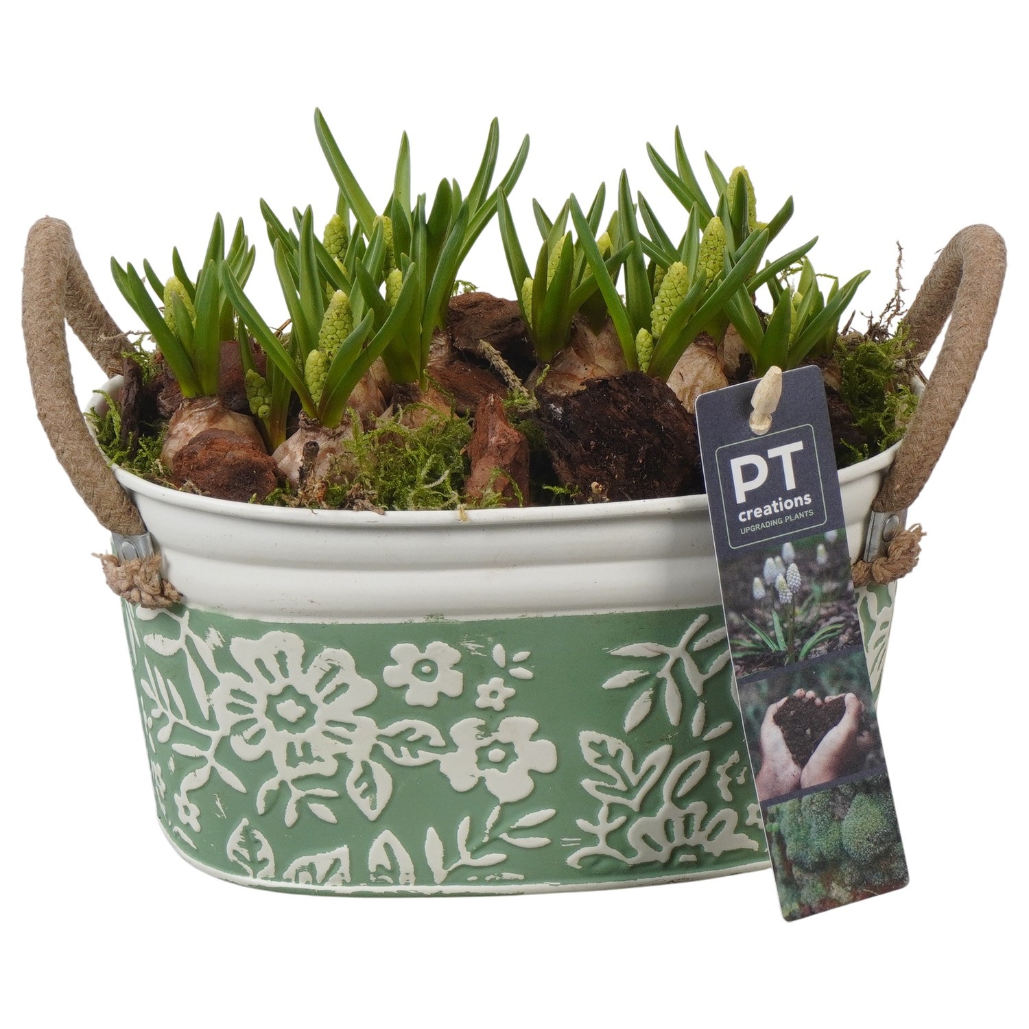 PTWMB8117 Arrangement Muscari White in metalen pot, D 18