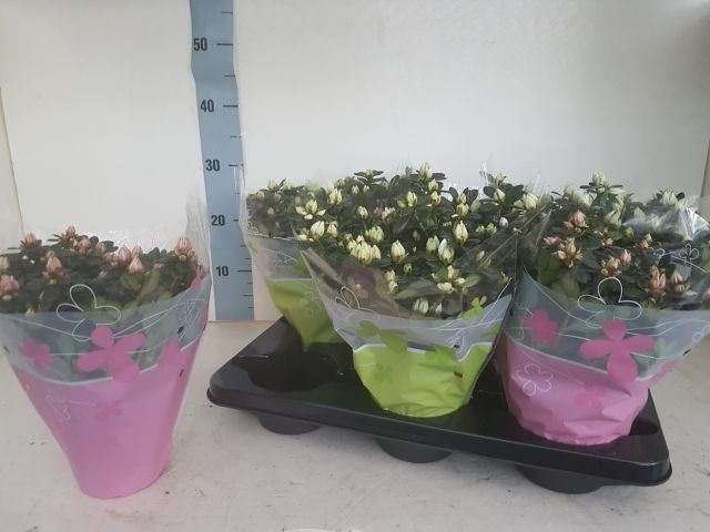 AZALEA ZOMER HOES 30 CM, D 14