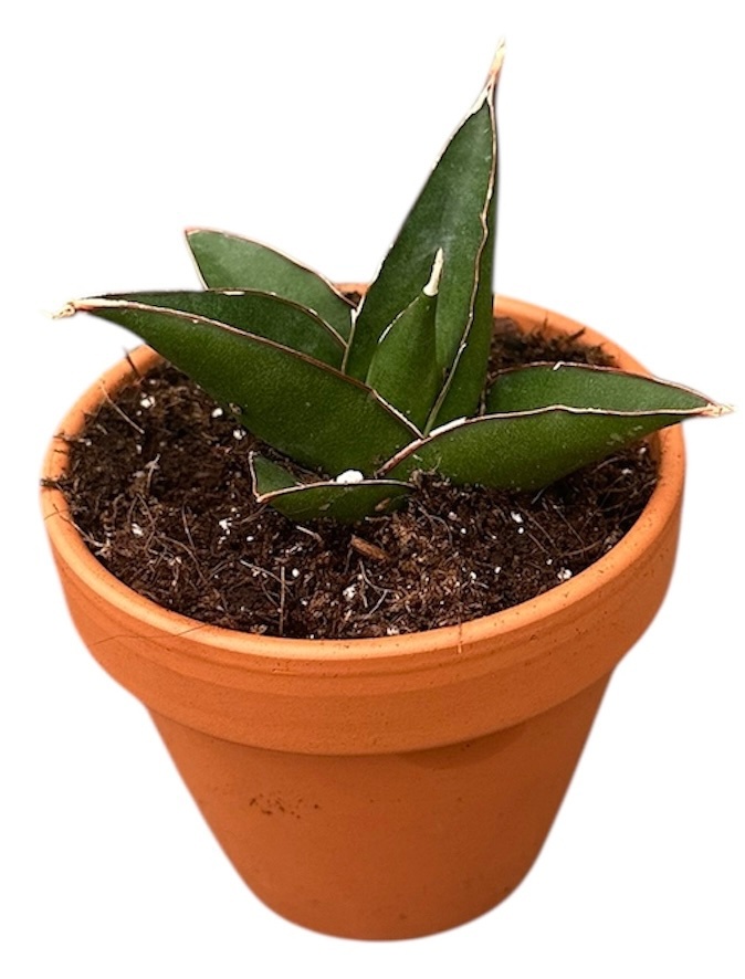 Sansevieria Tower Blue, D 8