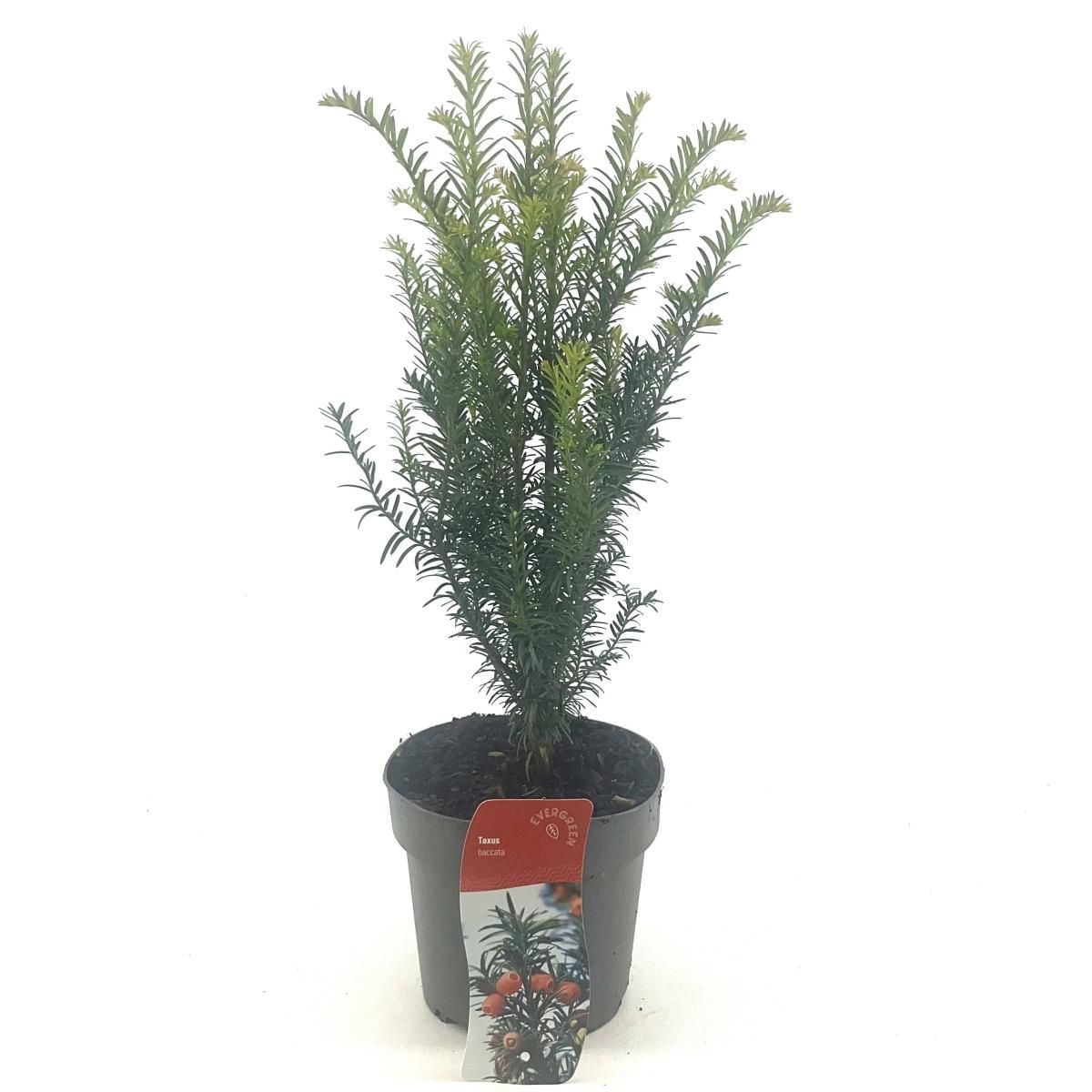 Taxus baccata, D 17