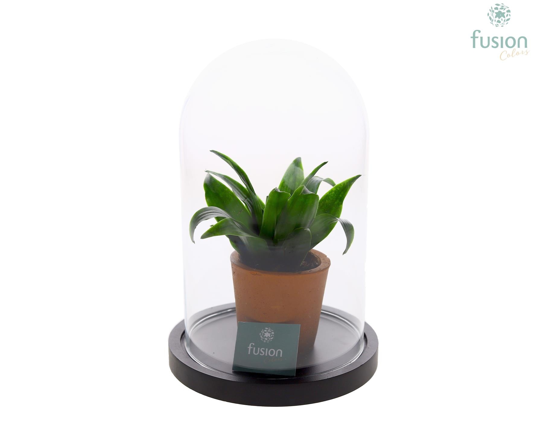 Glas Stolp met plateau Medium zwart met groene plant, D 14