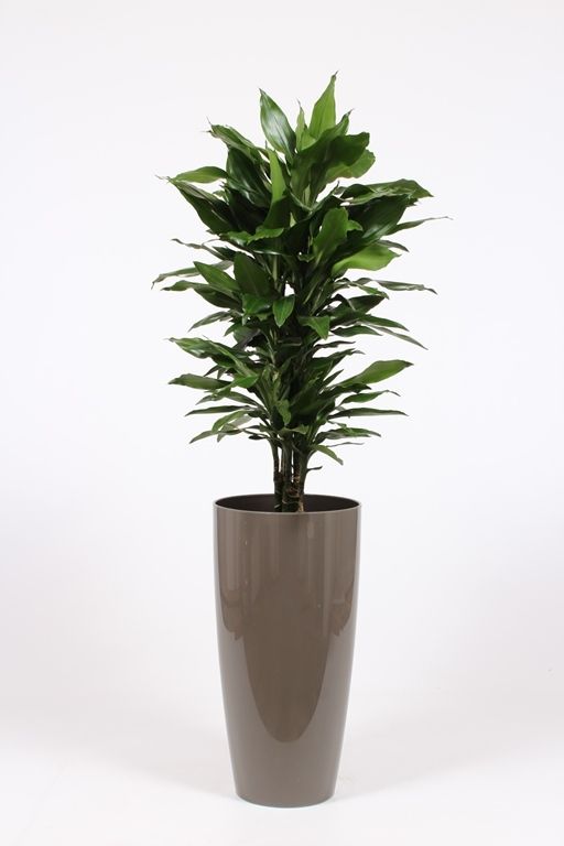Dracaena Janet Lind in Santorini pot "taupe", D 33 cm Dracaena Janet Lind in Santorini pot "taupe", D 33 cm