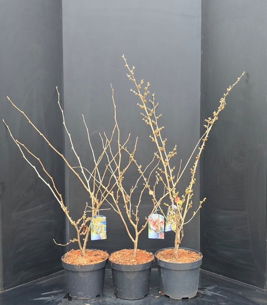 Hamamelis intermedia in soorten, D 29 cm