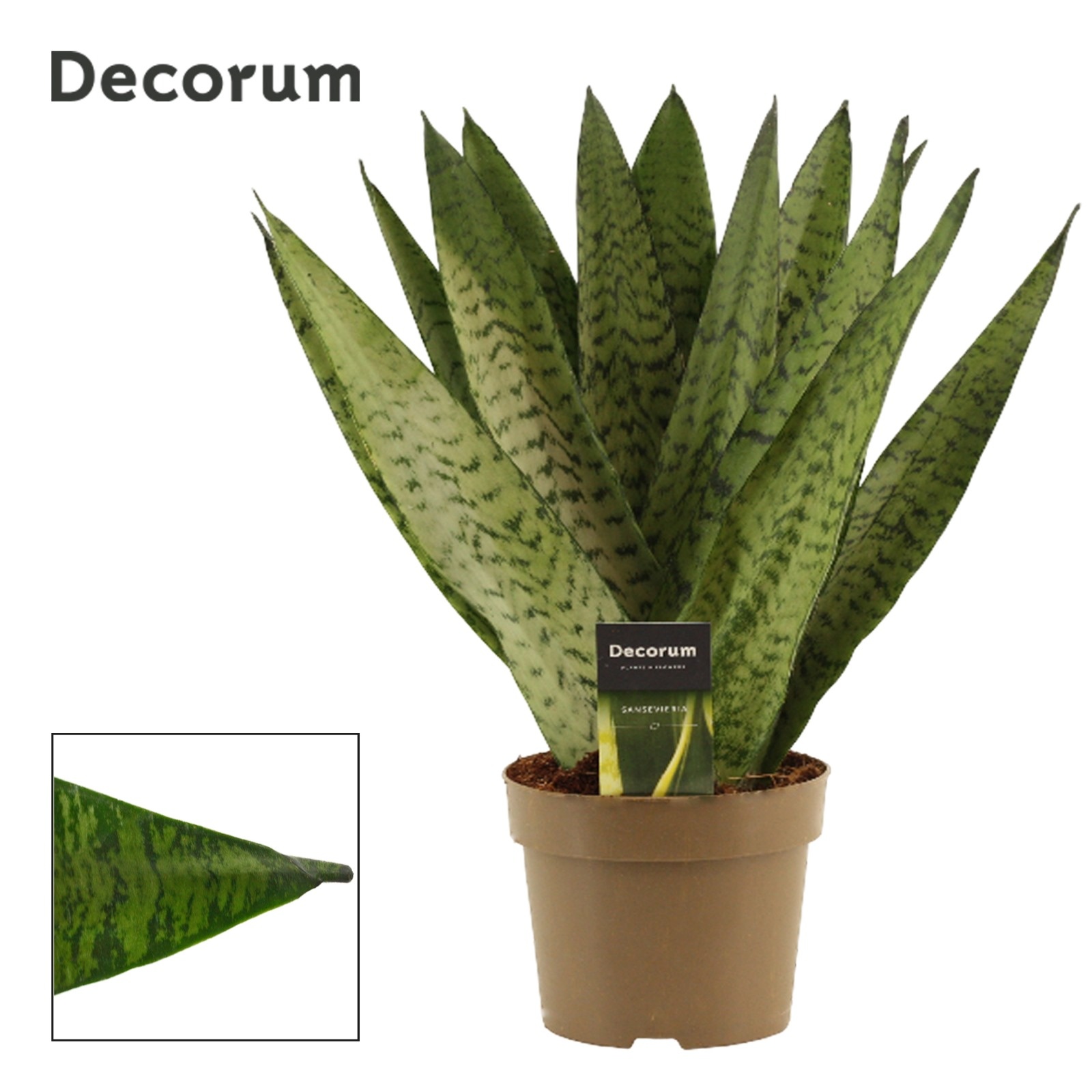 Sansevieria Zeylanica Fan 14 cm (Decorum), D 14