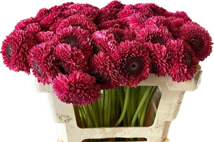 Гермини Помпон Гонзо, шт.