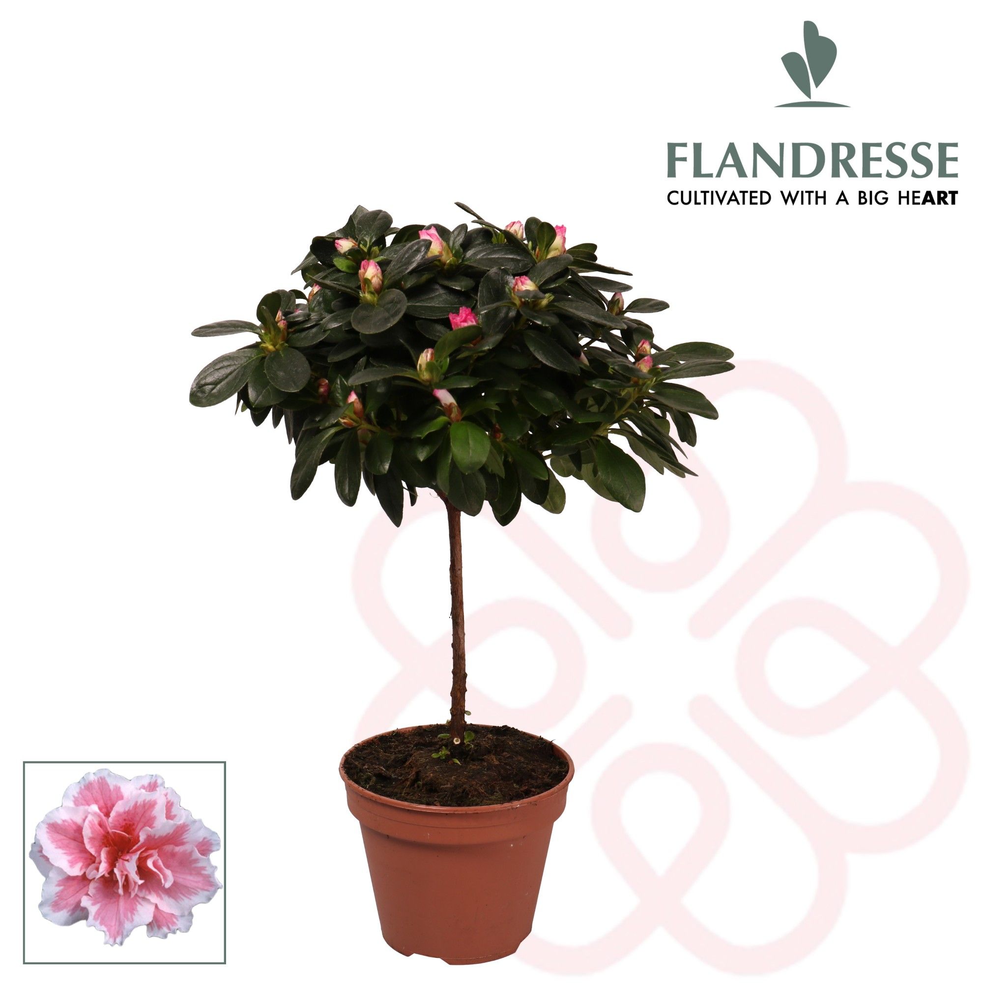 Azalea Flandresse® stam 'bont' 20 - 22 cm, D 13