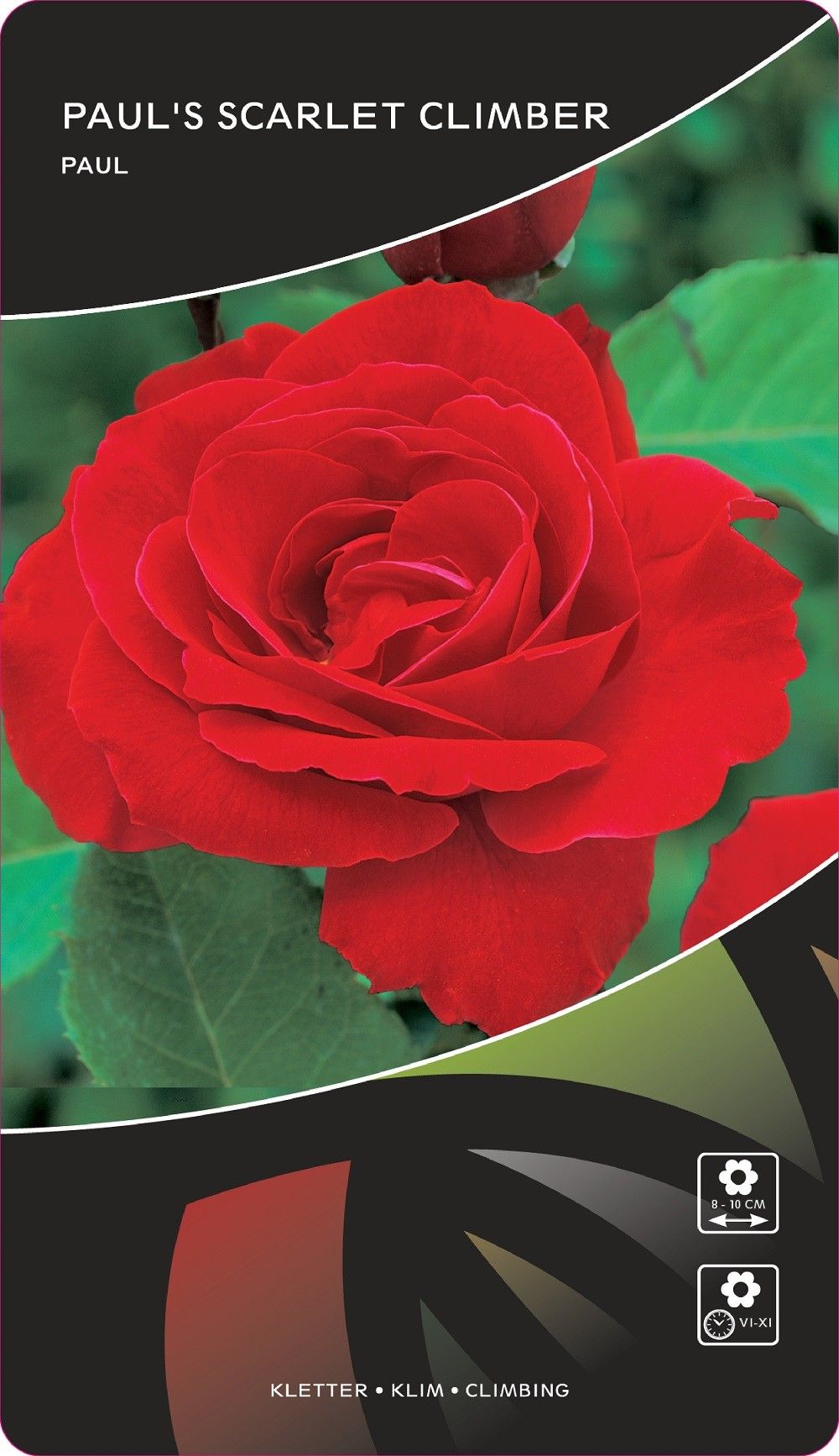 Rosa (K) Paul's Scarlet Climber, D 17
