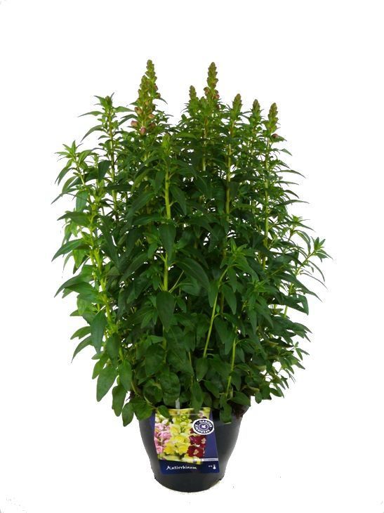 Antirrhinum Sonnet Orange Scarlet, D 23