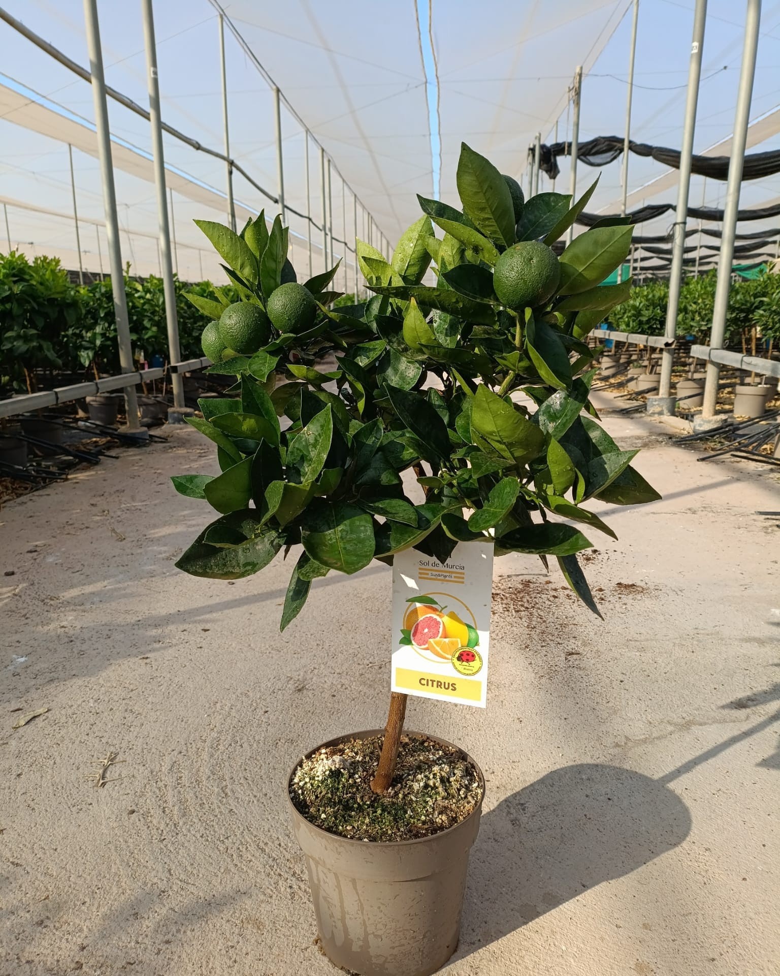 805 ET : Citrus Sinasappel, D 23