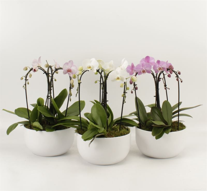 Phalaenopsis Elegant Cascade Sena Schaal wit met Krona gemengd, D 26