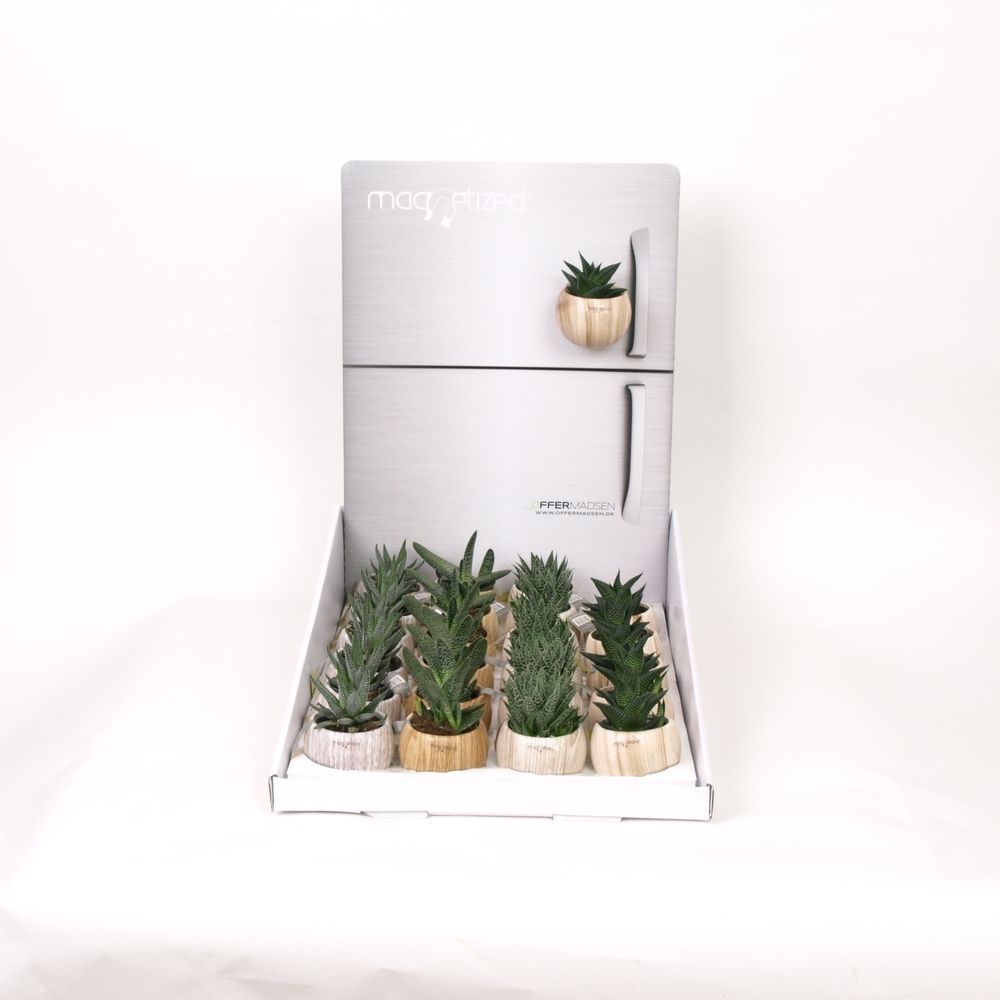 Magnetized Wood in Display with Succulent mix, D 6 cm