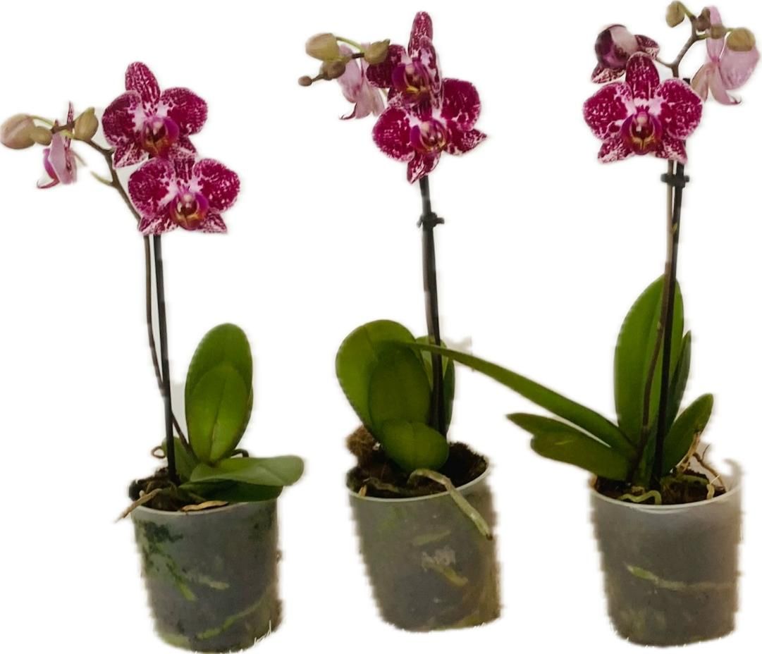 Phalaenopsis paars 1 tak, D 9 cm