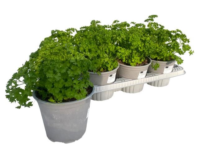 Petroselium crispum, D 14