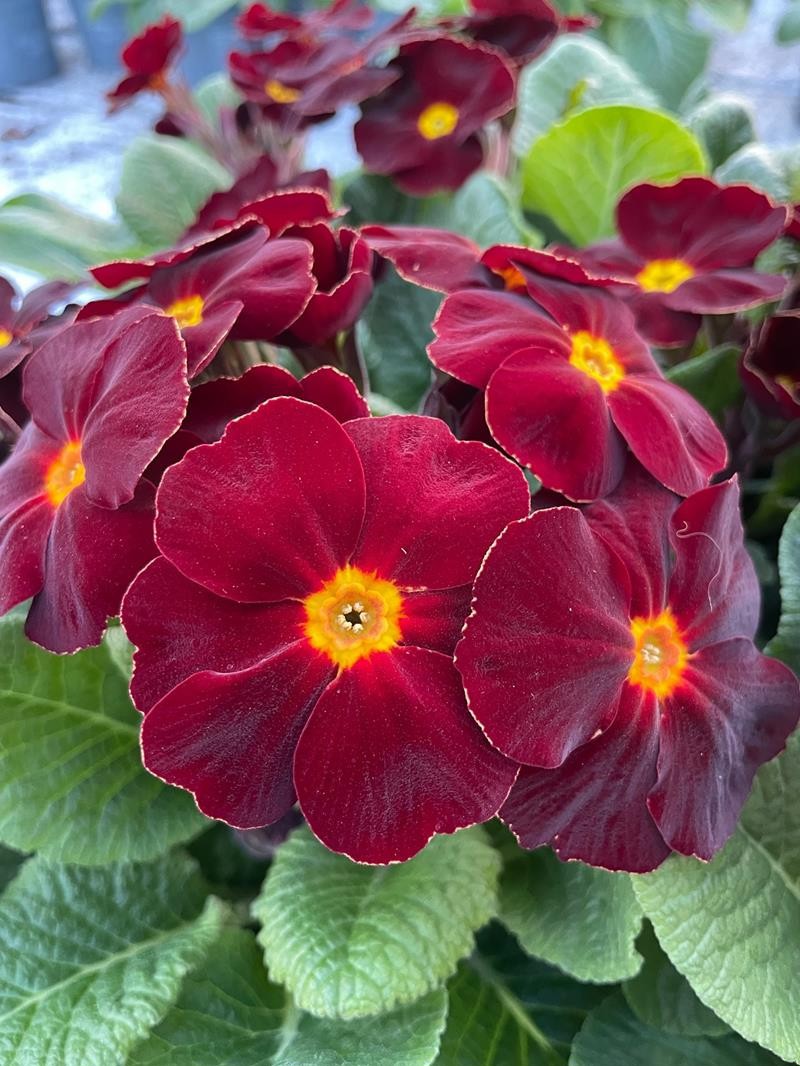 PRIMULA VERIS 'BURGUNDY', D 11