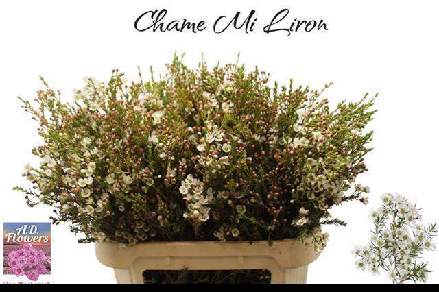 Шамелациум Лирон 80, шт.