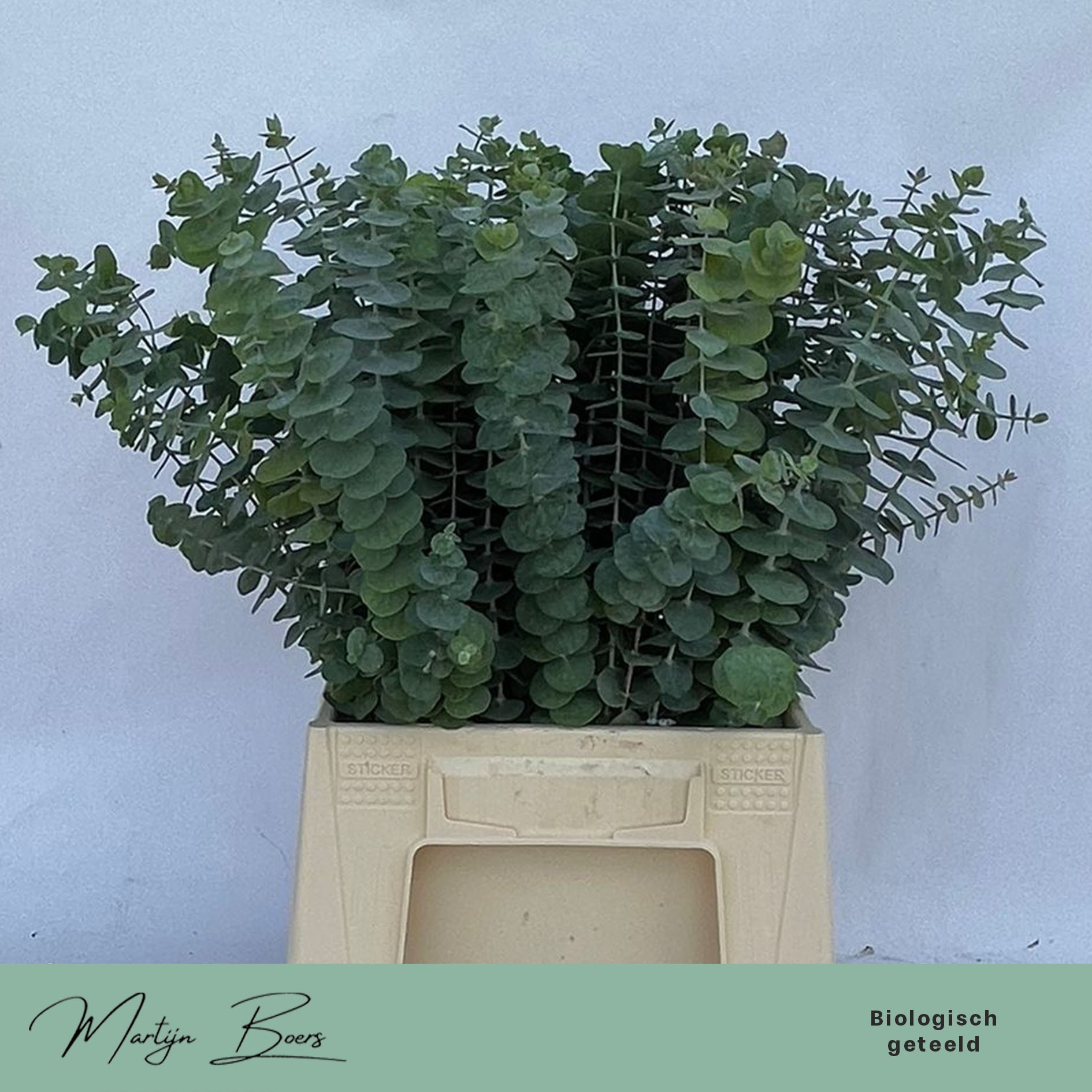 Эвкалипт Бэби Блю 50, шт.