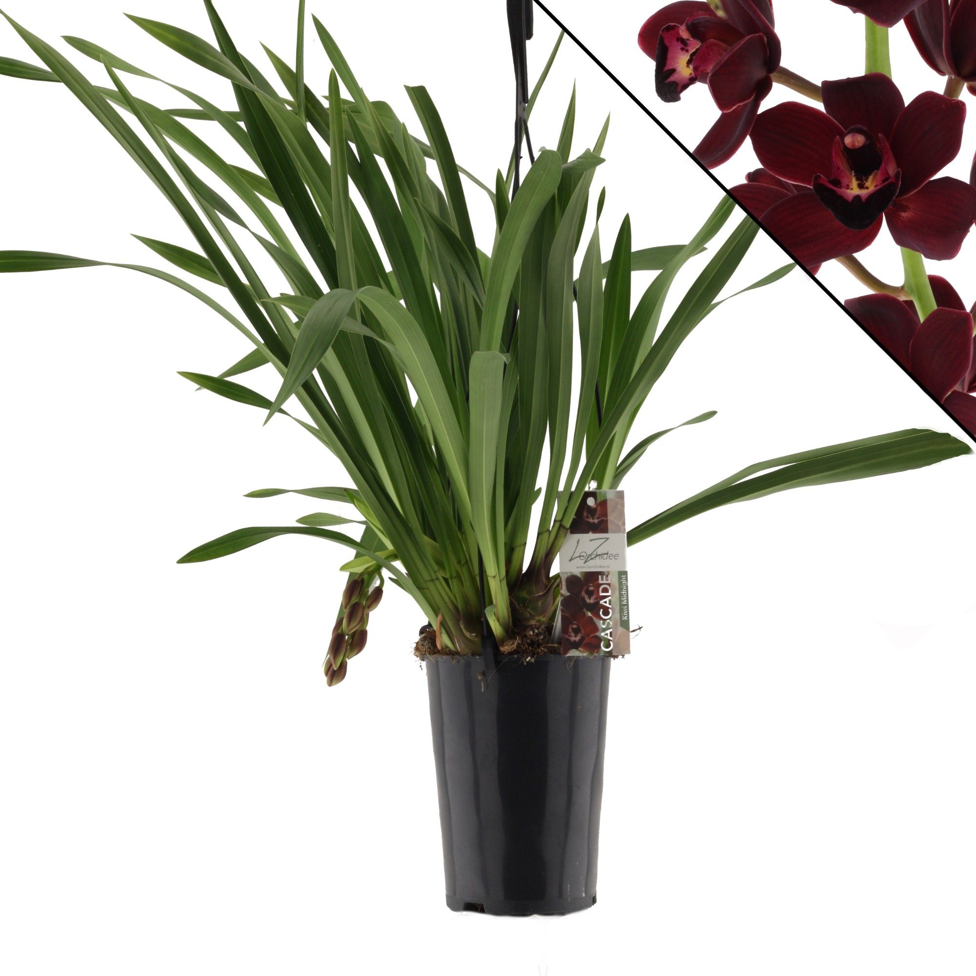 Kiwi Midnight zonder bloemtakken, D 14