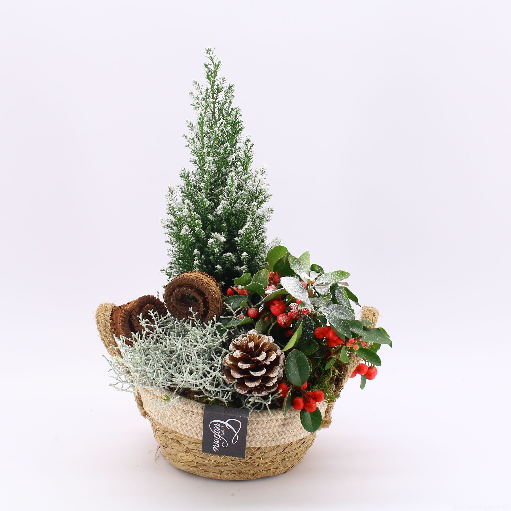 GACR-2522 Gaultheria creatie, D 21 cm