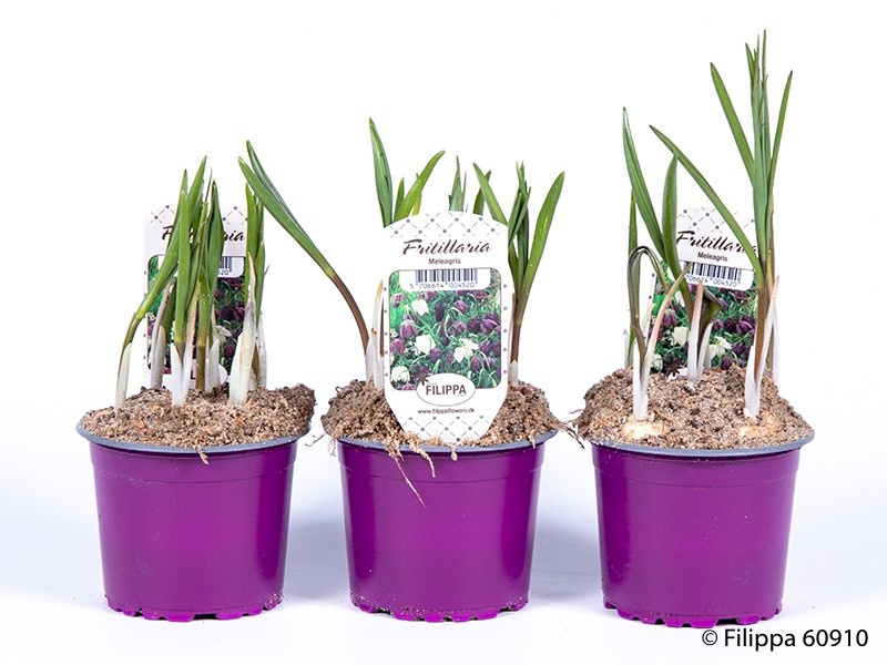 FRITILLARIA MELEAGRIS, D 9